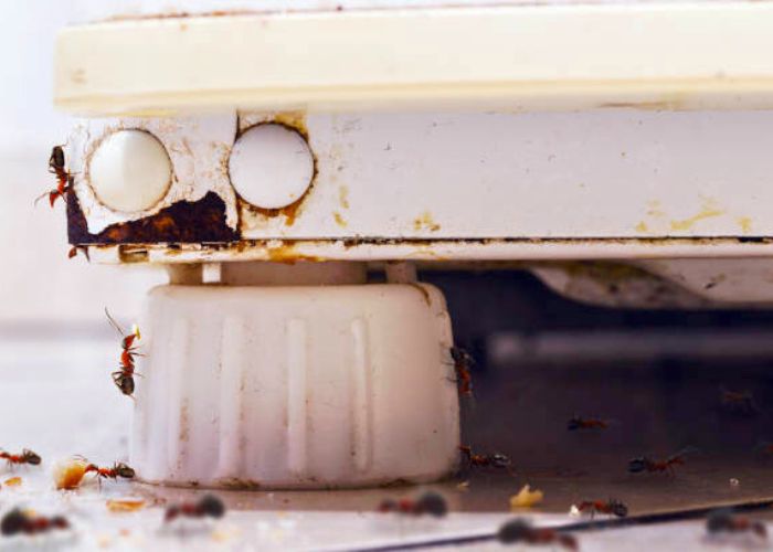 How to Get Rid of Ants in Dishwasher